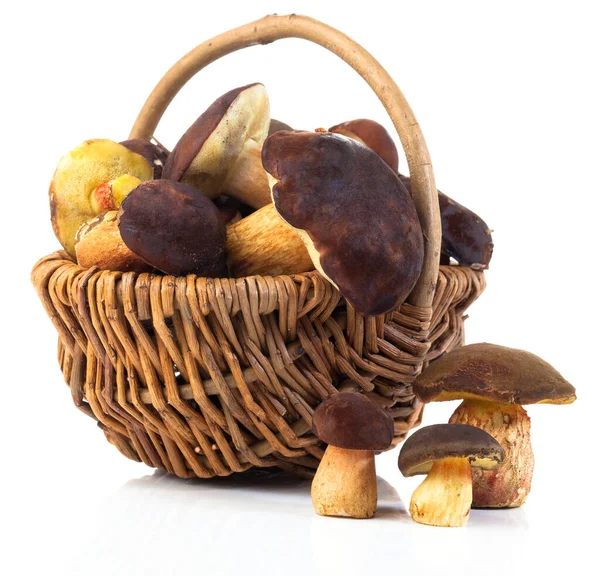 Edible Forest Mushrooms Basket White Background — Stock Photo, Image