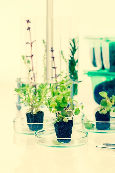 Young Seedlings Plants Seedlings Research Microbiological Laboratory — Stock Photo, Image