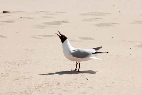One Seagull Sand — Stock Photo, Image