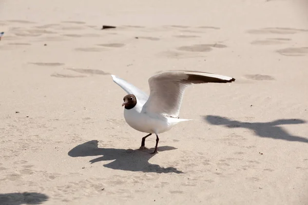 One Seagull Sand — стоковое фото