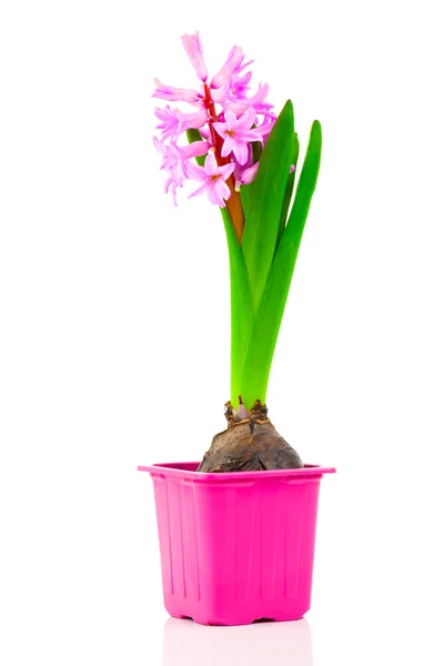 Hyacint Bloem Een Pot Een Witte Achtergrond — Stockfoto