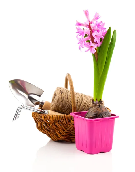 Flor Jacinto Una Olla Con Herramientas Jardín Sobre Fondo Blanco —  Fotos de Stock