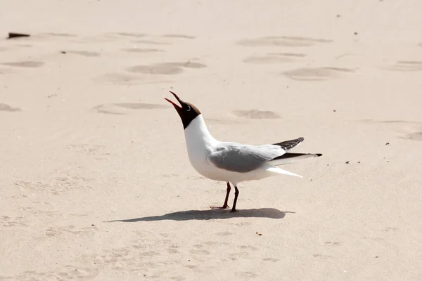 Una Gaviota Arena Imagen de stock