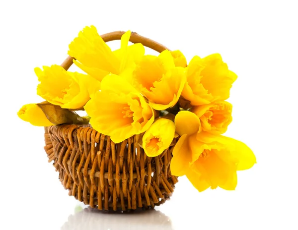 Bouquet Narcissus Flowers Basket White Background — Stock Photo, Image