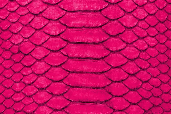 Snake skin background — Stock Photo, Image