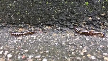 Harpaphe haydenana genellikle sarı benekli kırkayak ya da gece treni kırkayağı olarak bilinir. 