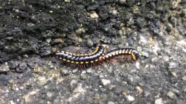Harpaphe haydenana genellikle sarı benekli kırkayak ya da gece treni kırkayağı olarak bilinir. 