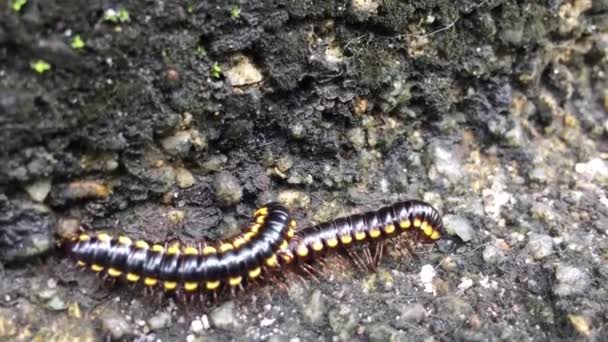 Harpaphe Haydeniana Commonly Known Yellow Spotted Millipede Even Night Train — Stock Video