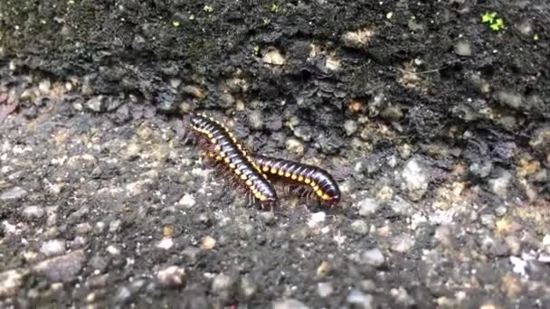 Harpaphe Haydeniana Commonly Known Yellow Spotted Millipede Even Night Train — Stock Video