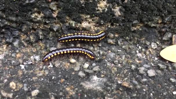 Harpaphe Haydeniana Commonly Known Yellow Spotted Millipede Even Night Train — Stock Video