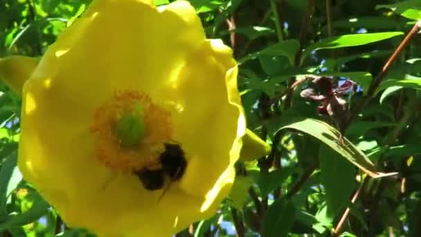 Abeja Una Flor Amarilla Durante Verano Nueva Zelanda — Vídeo de stock