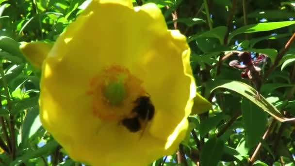 Abeja Una Flor Amarilla Durante Verano Nueva Zelanda — Vídeo de stock