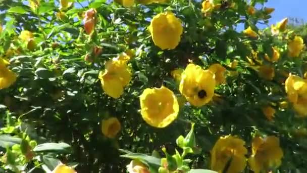 Μέλισσα Ένα Κίτρινο Λουλούδι Κατά Διάρκεια Του Καλοκαιριού Στη Νέα — Αρχείο Βίντεο