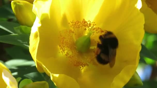 Bijen Een Gele Bloem Tijdens Zomer Nieuw Zeeland — Stockvideo