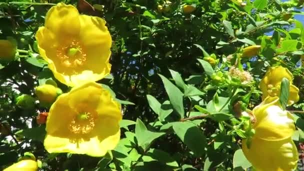 Flor Amarilla Brillante Durante Verano Dunedin Nueva Zelanda — Vídeo de stock