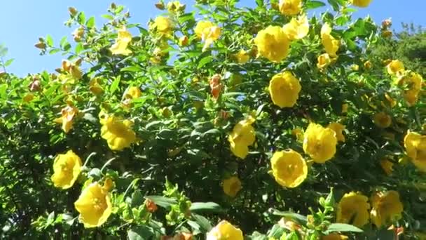 Flor Amarilla Brillante Durante Verano Dunedin Nueva Zelanda — Vídeos de Stock