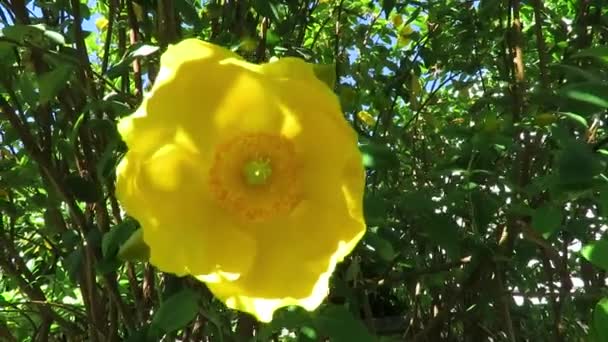 Λαμπερό Κίτρινο Λουλούδι Κατά Διάρκεια Του Καλοκαιριού Στο Dunedin Νέα — Αρχείο Βίντεο