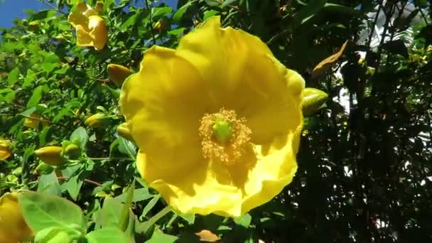 Flor Amarilla Brillante Durante Verano Dunedin Nueva Zelanda — Vídeo de stock