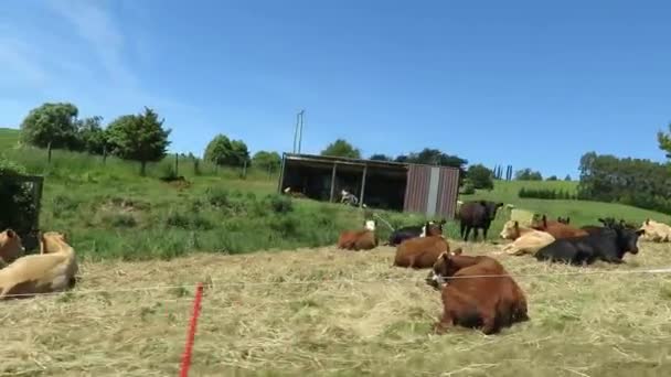 Vaches dans une ferme en plein air à South Island, Nouvelle-Zélande 