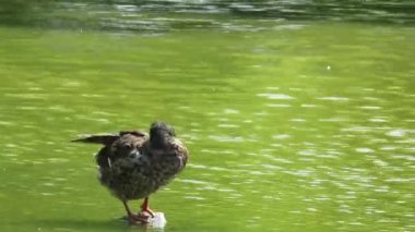 Waikouaiti, Doğu Otago, Yeni Zelanda 'daki Hawksbury Lagoon Vahşi Yaşam Sığınağında Ördek Temizliği