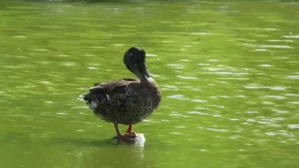 Duck Cleaning Stesso Hawksbury Lagoon Wildlife Sanctuary Waikouaiti East Otago — Video Stock