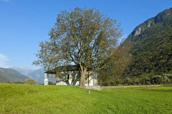 Дерево и маленькая церковь — стоковое фото