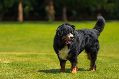 Bernese dağ köpeği yaz çayır