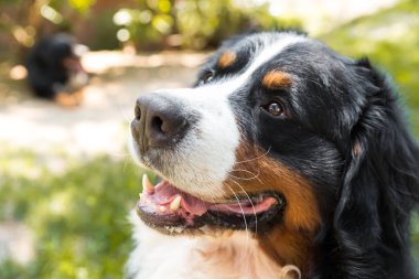 Bernese dağ köpeği yaz çayır
