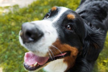 Bernese dağ köpeği yaz çayır