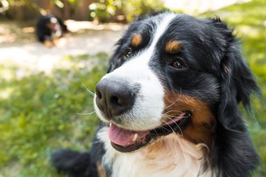 Bernese dağ köpeği yaz çayır