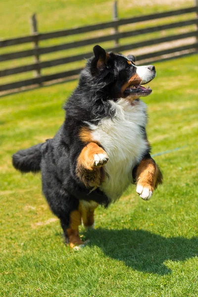 Bernese Mountain Dog in the summer meadow — Stock Photo, Image