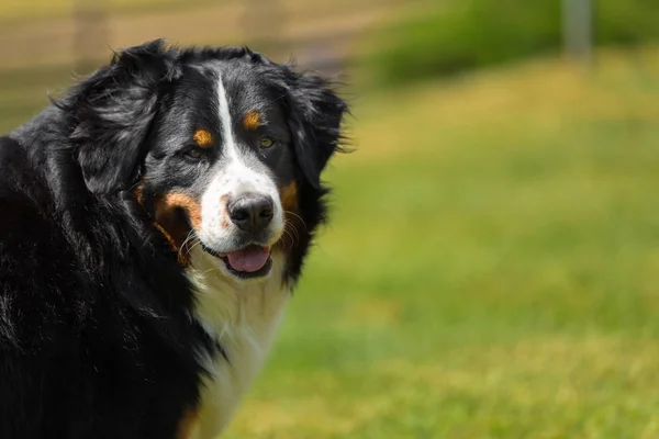 Bernese Mountain Dog no prado de verão — Fotografia de Stock