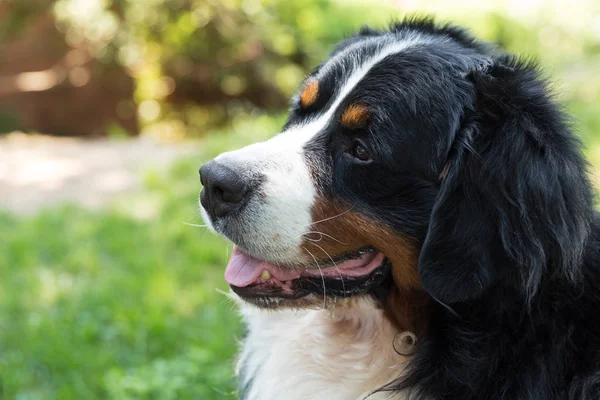 Bernese Mountain Dog no prado de verão — Fotografia de Stock