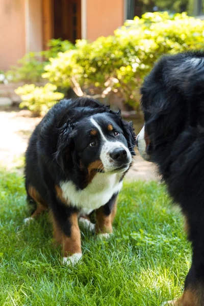 Bernese Mountain Dog no prado de verão — Fotografia de Stock