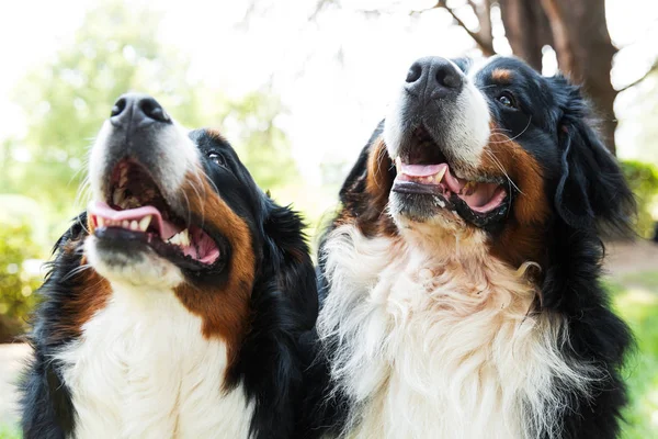 Bernese Mountain Dog no prado de verão — Fotografia de Stock