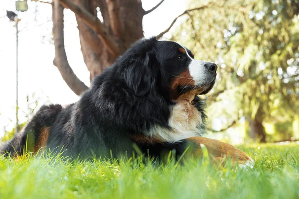 Bernese dağ köpeği yaz çayır — Stok fotoğraf