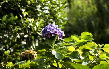 yakın çekim mor ortanca çiçek