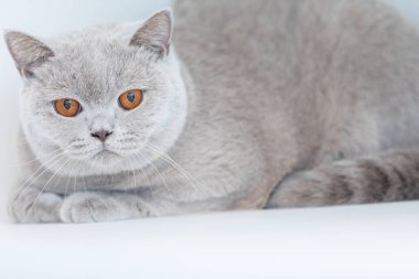 Britanya ile ilgili stenografi kedi evinde
