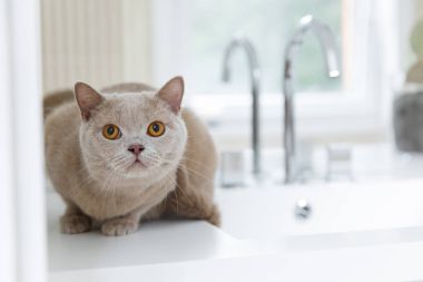 Britanya ile ilgili stenografi kedi evinde