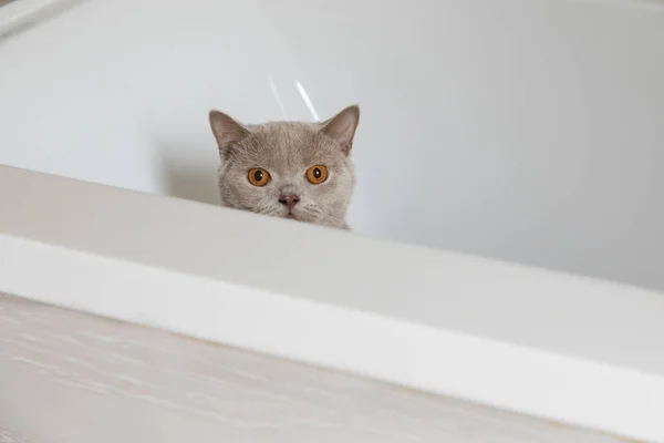 British shorthair chats à la maison — Photo