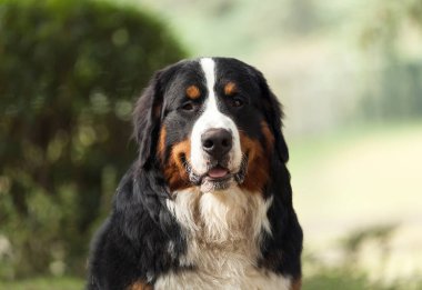  Bernese dağ