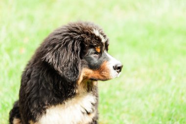  Bernese dağ köpeği