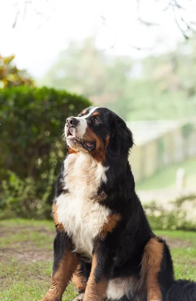 Bernese dağ köpeği — Stok fotoğraf