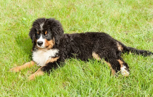 Berner Sennenhund — Stockfoto