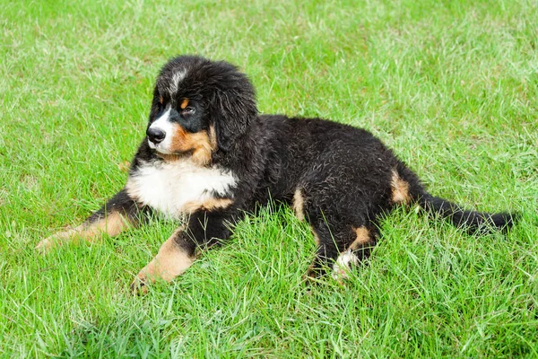 Berner Sennenhund — Stockfoto