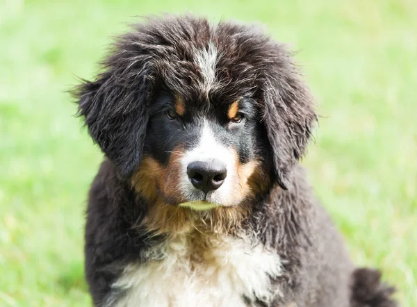 Bernese cão de montanha — Fotografia de Stock