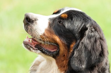  Bernese dağ köpeği