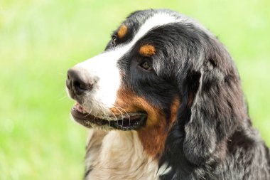  Bernese dağ köpeği