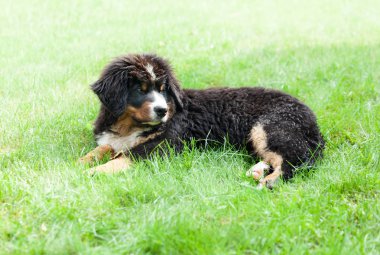 Bernese dağ köpeği
