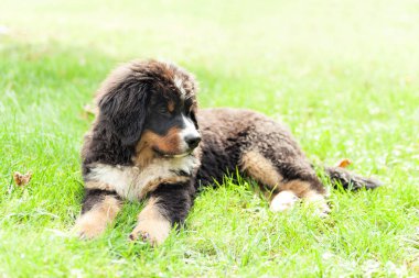  Bernese dağ köpeği